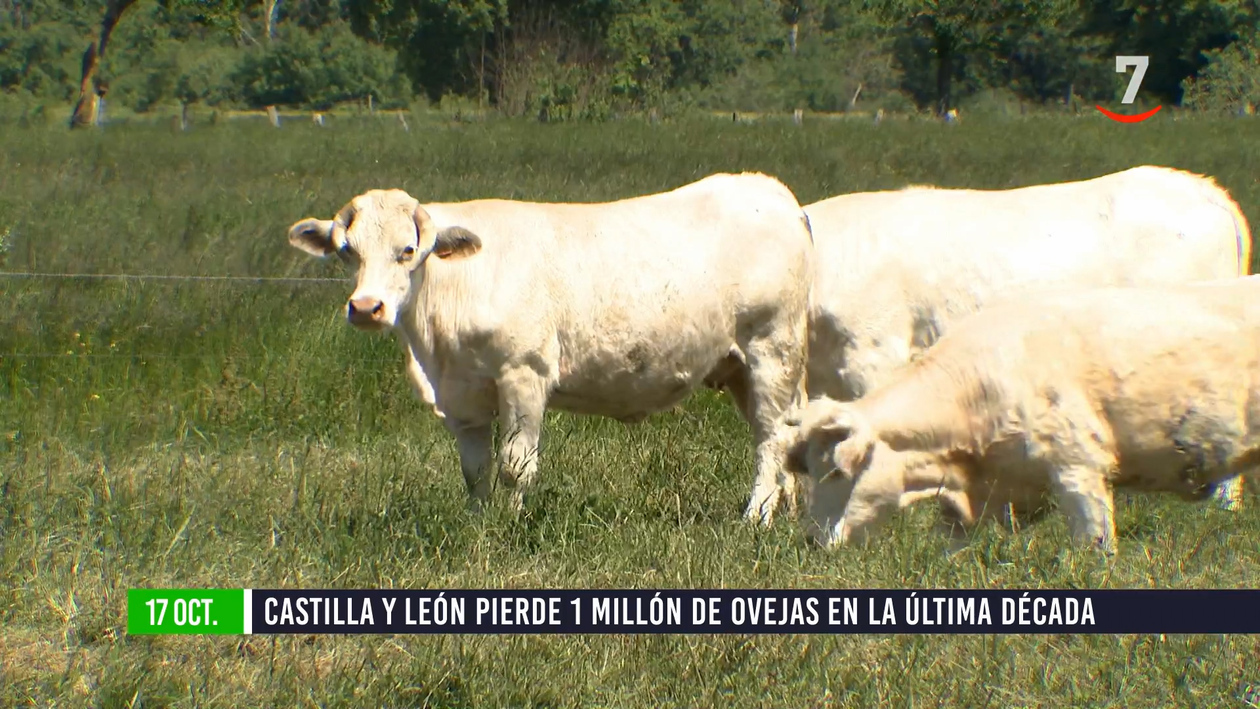 Flash El campo al día (17/10/2024): La pérdida de ovino en Castilla y León