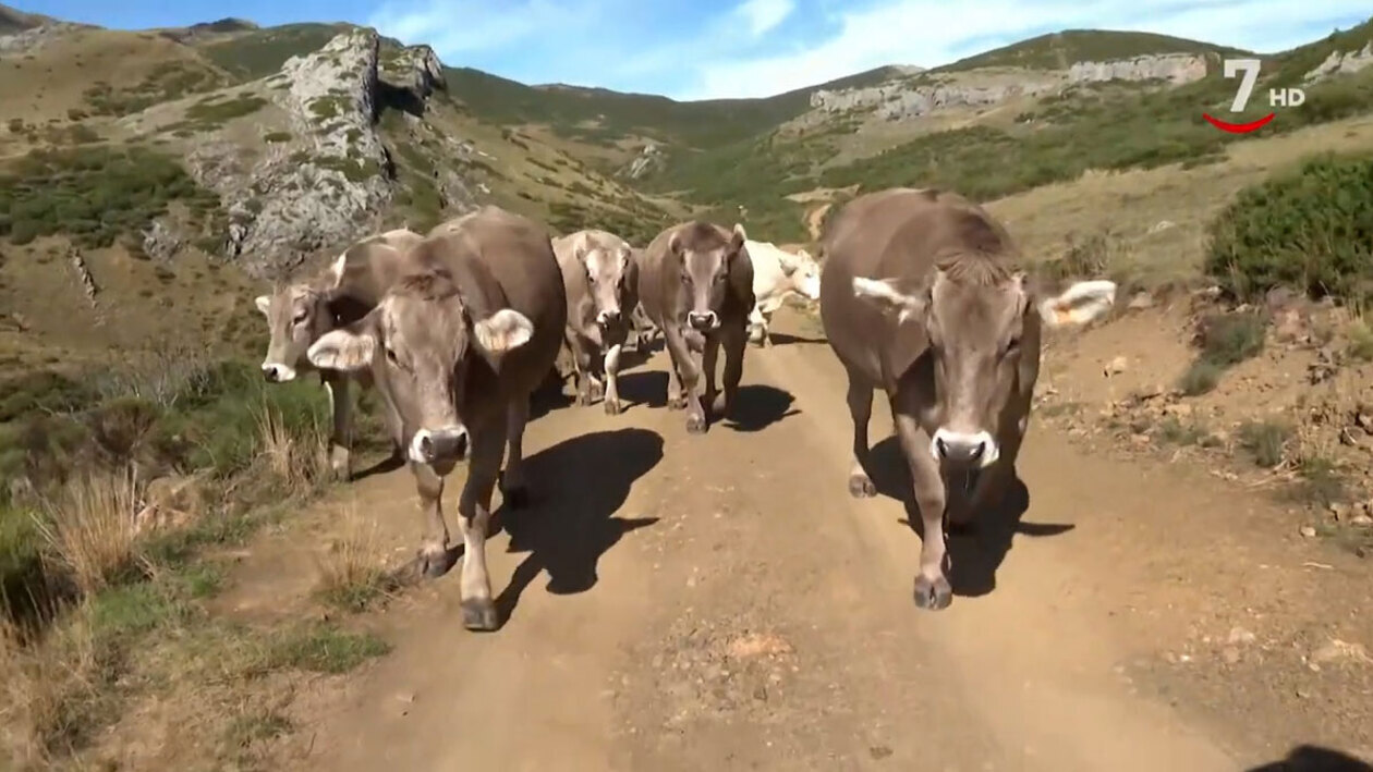 T3/E1: Vaca parda de la montaña (San Salvador de Cantamuda. Palencia)/ Oveja castellana negra (El Espirdo. Segovia)/ Cerdo Ibérico (Ledesma. Salamanca) y Toro bravo (Calzada de los Molinos. Palencia)