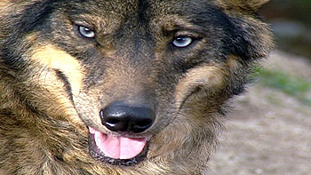 Los lobos comienzan a ser un peligro hasta para dar un paseo 