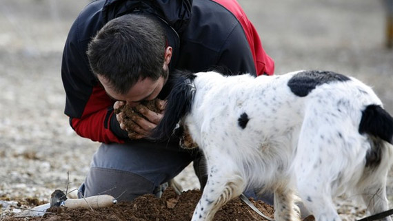 Record de perros participantes en el concurso de caza de la trufa de la ...