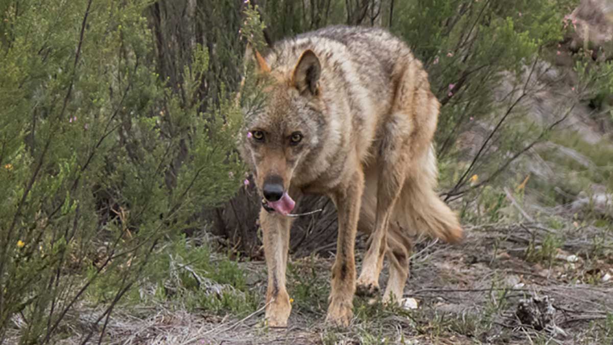 Un ataque de lobos mata a 13 ovejas y causa más de 35 animales heridos y  desaparecidos en San Juan de la Nava, Ávila 